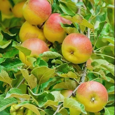 Яблоня ПАМЯТЬ БЛЫНСКОГО колонновидная  Яблоня ПАМЯТЬ БЛЫНСКОГО колонновидная в Красноярске