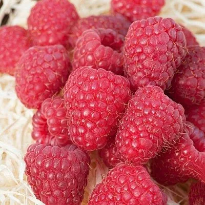 Малина МАРАСТАР  Малина МАРАСТАР в Красноярске