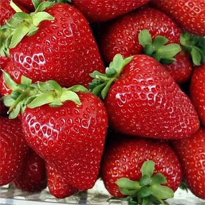 Клубника СКАЛА  Клубника СКАЛА в Красноярске