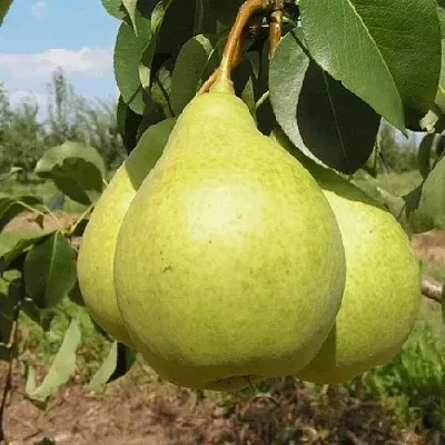 Груша МЕДОВАЯ колонновидная  Груша Медовая Колонновидная в Красноярске