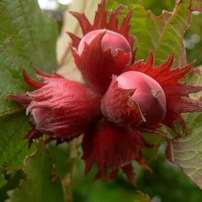 Фундук МОСКОВСКИЙ РУБИН  Фундук МОСКОВСКИЙ РУБИН в Красноярске