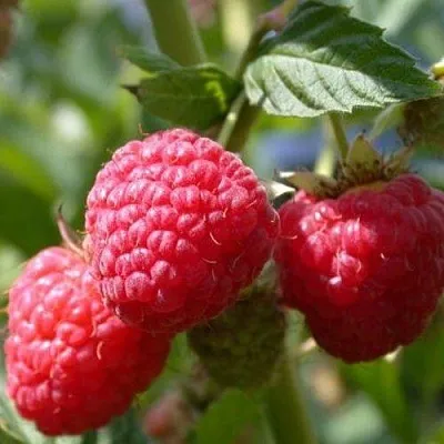 Саженцы малины Руди Саженцы малины Руди