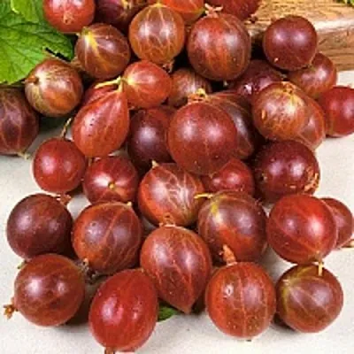 Крыжовник ОЛАВИ (ХИННОНМАЕН ПУНАЙНЕН)  Крыжовник ОЛАВИ (ХИННОНМАЕН ПУНАЙНЕН) в Красноярске