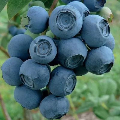 Голубика РУБЕЛ  Голубика РУБЕЛ в Красноярске