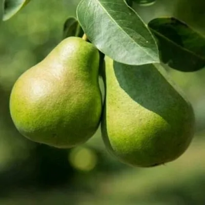 Груша Г-1 колонновидная  Груша Г-1 колонновидная в Красноярске