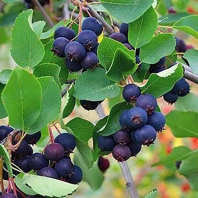 Ирга THIESSEN  Ирга THIESSEN в Красноярске