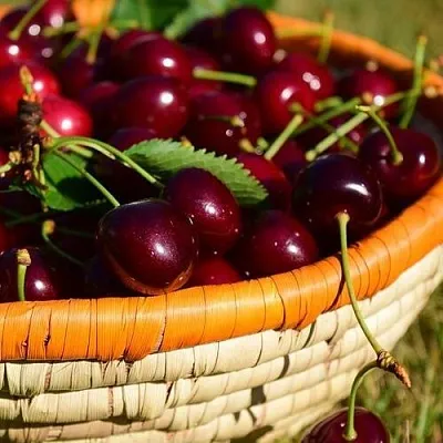 Вишня НЕСВИЖСКАЯ  Вишня НЕСВИЖСКАЯ в Красноярске