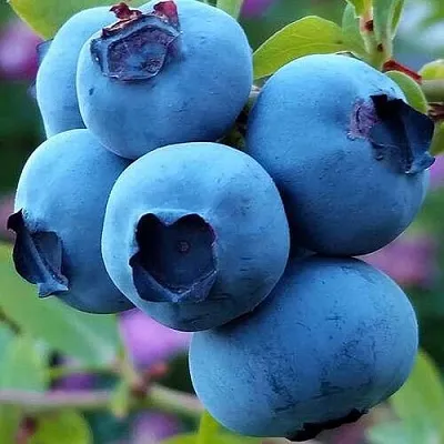 Голубика  Голубика в Красноярске