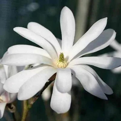 Магнолия РОЯЛ СТАР  Магнолия РОЯЛ СТАР в Красноярске