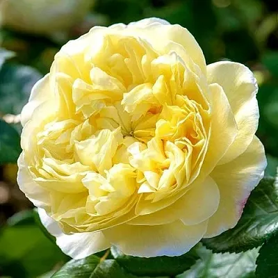 Саженцы роз ЧАРЛЬЗ ДАРВИН английская  Саженцы роз ЧАРЛЬЗ ДАРВИН английская в Красноярске