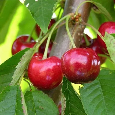 Черешня 15-26-5  Черешня 15-26-5 в Красноярске