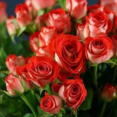 Саженцы роз ЗОДИАК спрей  Саженцы роз ЗОДИАК спрей в Красноярске