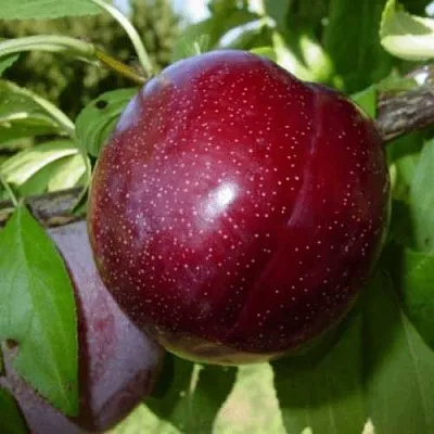 ШАРАФУГА  ШАРАФУГА в Красноярске