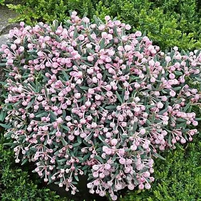 Андромеда БЛЮ АЙС многолистная  Андромеда БЛЮ АЙС многолистная в Красноярске