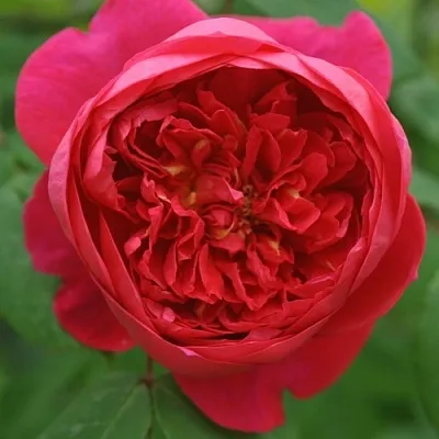 Саженцы роз БЕНДЖАМИН БРИТТЕН шраб  Саженцы роз БЕНДЖАМИН БРИТТЕН шраб в Красноярске