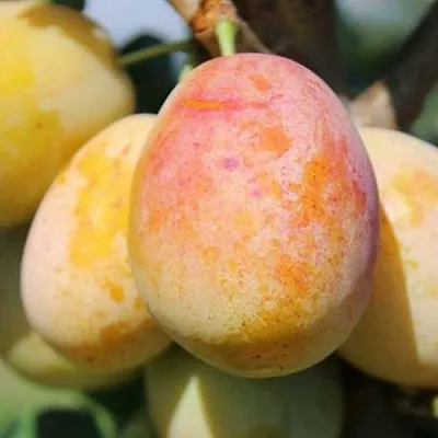 АПРИМИРА  АПРИМИРА в Красноярске