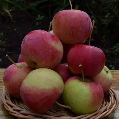 Яблоня РОДНИКОВАЯ  Яблоня РОДНИКОВАЯ в Красноярске