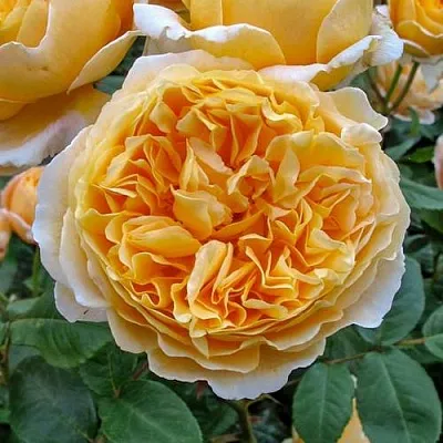 Саженцы роз БЕАТРИС английская  Саженцы роз БЕАТРИС английская в Красноярске