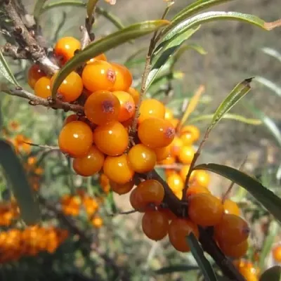Облепиха СУДАРУШКА в Красноярске
