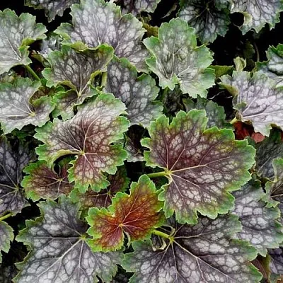 Гейхера МАРВЕЛОС МАРБЛ СИЛЬВЕР  Гейхера МАРВЕЛОС МАРБЛ СИЛЬВЕР в Красноярске