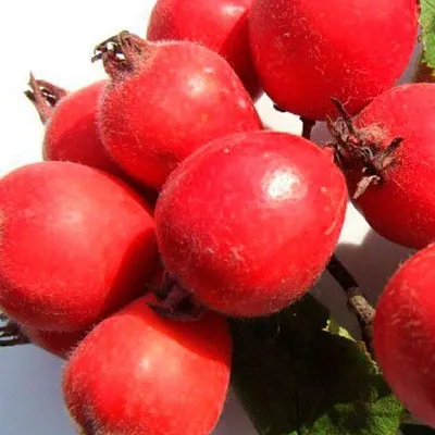 Боярышник  Боярышник в Красноярске