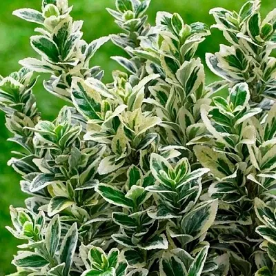 Бересклет  Бересклет в Красноярске