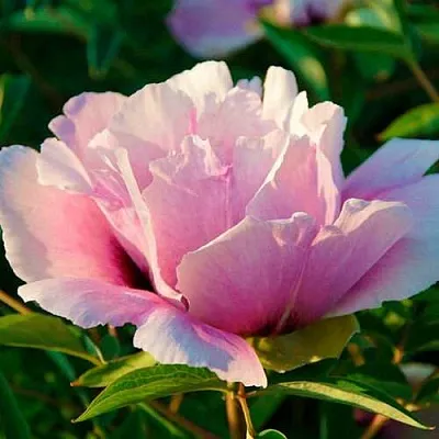 Пион ВРАТА ХРАМА древовидный   Пион ВРАТА ХРАМА древовидный  в Красноярске