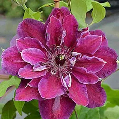 Клематис МАЙ БЬЮТИ  Клематис МАЙ БЬЮТИ в Красноярске