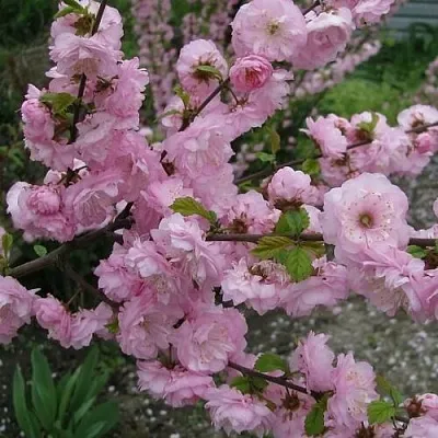 Миндаль ТРЁХЛОПАСТНЫЙ (луизеания)  Миндаль ТРЁХЛОПАСТНЫЙ (луизеания) в Красноярске