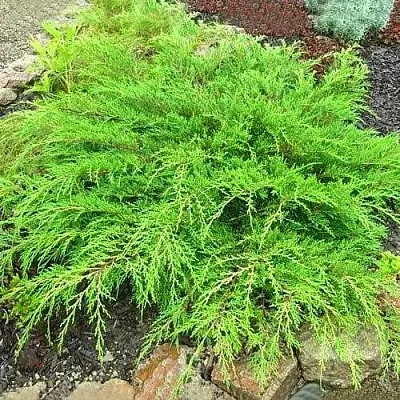 Микробиота ЯКОБСЕН перекрестнопарная  Микробиота ЯКОБСЕН перекрестнопарная в Красноярске