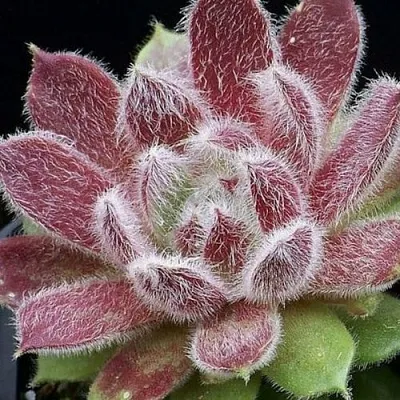 Молодило ТАРАНТУЛА  Молодило ТАРАНТУЛА в Красноярске