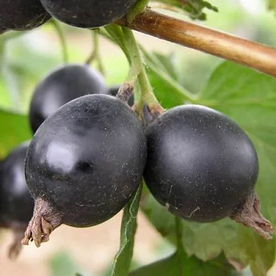 ЙОШТА  ЙОШТА в Красноярске