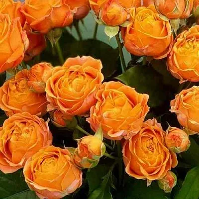 Саженцы роз КОРАЛ БАБЛС спрей  Саженцы роз КОРАЛ БАБЛС спрей в Красноярске