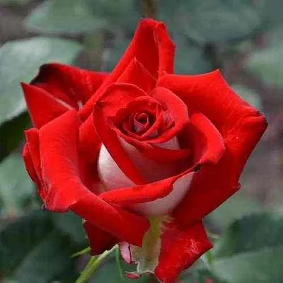 Саженцы роз АЛЬЯНС чайно-гибридная  Саженцы роз АЛЬЯНС чайно-гибридная в Красноярске