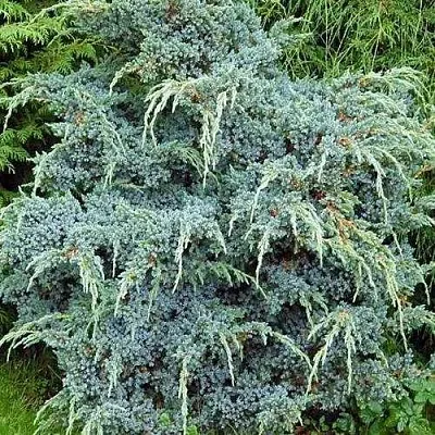 Можжевельник БЛЮ АЛЬПС китайский  Можжевельник БЛЮ АЛЬПС китайский в Красноярске