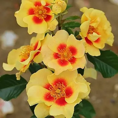 Саженцы роз АЙ ОФ ЗЕ ТАЙГЕР флорибунда  Саженцы роз АЙ ОФ ЗЕ ТАЙГЕР флорибунда в Красноярске