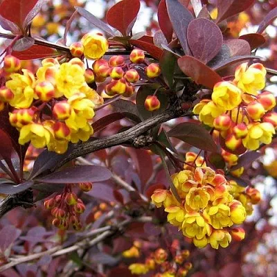 Барбарис СУПЕРБА оттавский   Барбарис СУПЕРБА оттавский  в Красноярске