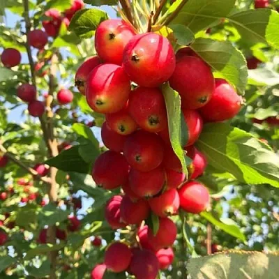 Яблоня КИТАЙКА ДОЛГО декоративная  Яблоня КИТАЙКА ДОЛГО декоративная в Красноярске