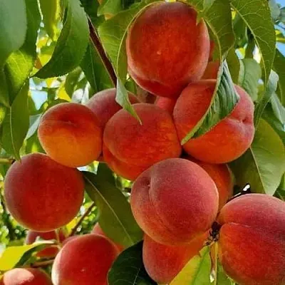 Персик ПОСОЛ МИРА  Персик ПОСОЛ МИРА в Красноярске