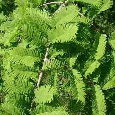 Метасеквойя  ГЛИПТОСТРОБОИДНАЯ   Метасеквойя  ГЛИПТОСТРОБОИДНАЯ  в Красноярске