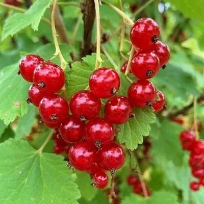 Смородина красная МААРСЕС ПРОМИНЕНТ  Смородина красная МААРСЕС ПРОМИНЕНТ в Красноярске