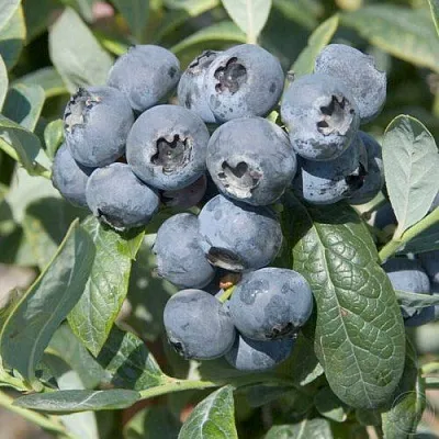 Голубика БРИГИТТА  Голубика БРИГИТТА в Красноярске