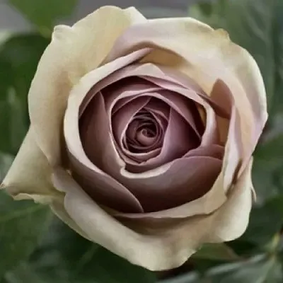 Саженцы роз АМНЕЗИЯ чайно-гибридная  Саженцы роз АМНЕЗИЯ чайно-гибридная в Красноярске