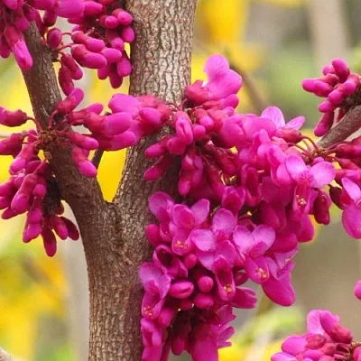 Церцис  Церцис в Красноярске