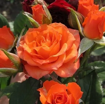 Саженцы роз АЛЕГРИЯ спрей  Саженцы роз АЛЕГРИЯ спрей в Красноярске