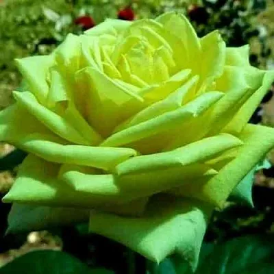 Саженцы роз АМАНДИНА чайно-гибридная  Саженцы роз АМАНДИНА чайно-гибридная в Красноярске