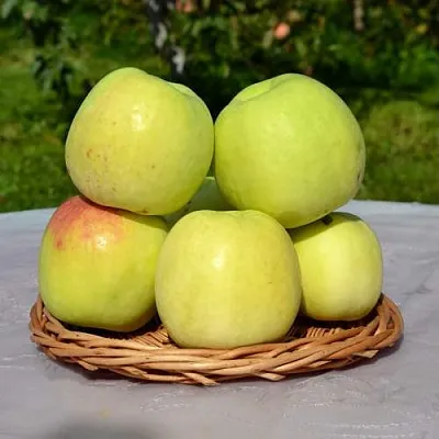 Яблоня БИРСКОЕ ГРУШЕВОЕ (БИЧИК)  Яблоня БИРСКОЕ ГРУШЕВОЕ (БИЧИК) в Красноярске