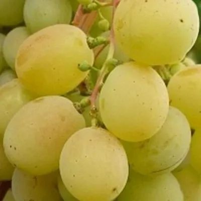 Виноград ТАЛИСМАН в Красноярске