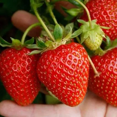 Клубника ПОРТОЛА ремонтантная  Клубника ПОРТОЛА ремонтантная в Красноярске