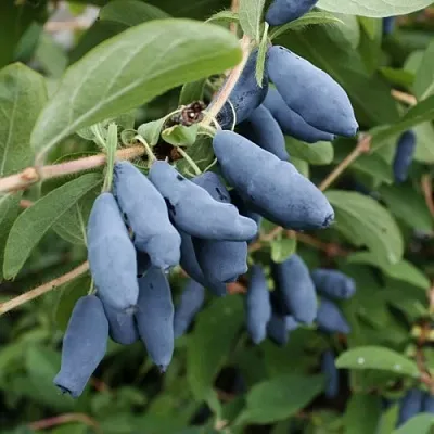 Жимолость съедобная ТОМИ японская  Жимолость съедобная ТОМИ японская в Красноярске